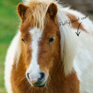 Pony with very fluffy winter coat
