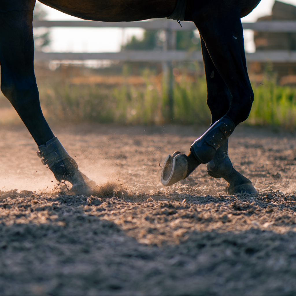 Abstract shot of a pony's legs as he works in the arena.